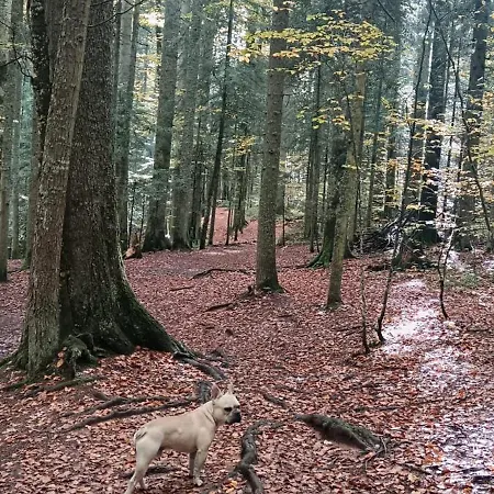 Hébergement de vacances Aurora Tara 3
