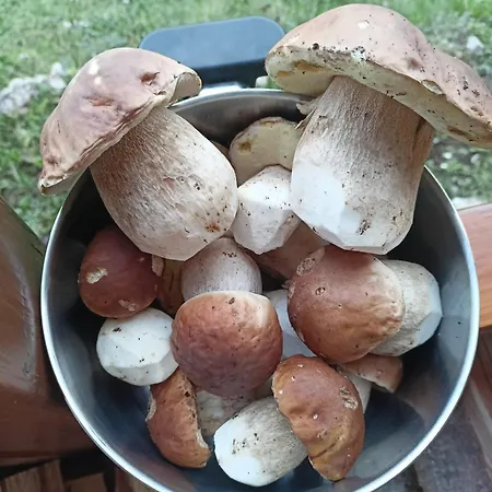 Hébergement de vacances Aurora Tara 3 *