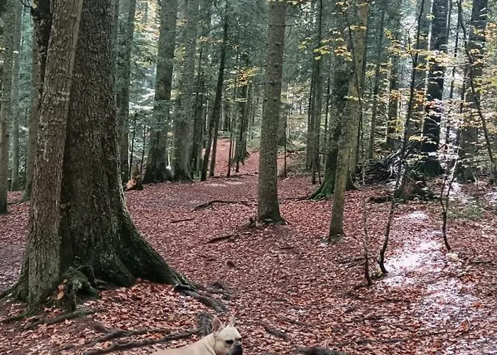 Casa de Férias Aurora Tara 3