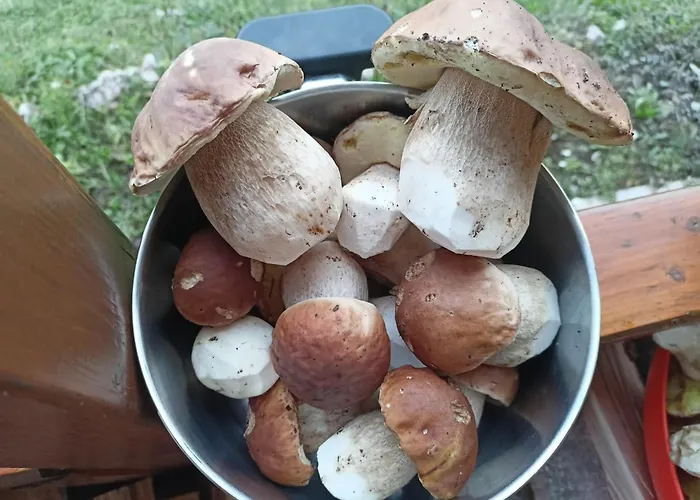 Casa de Férias Aurora Tara 3 *